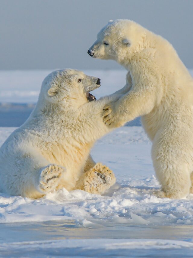 19 Fascinating Facts About Polar Bears